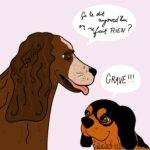 Portrait chien rigolo chat animaux