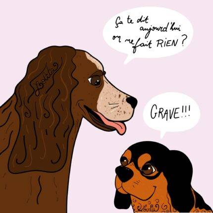 Portrait chien rigolo chat animaux